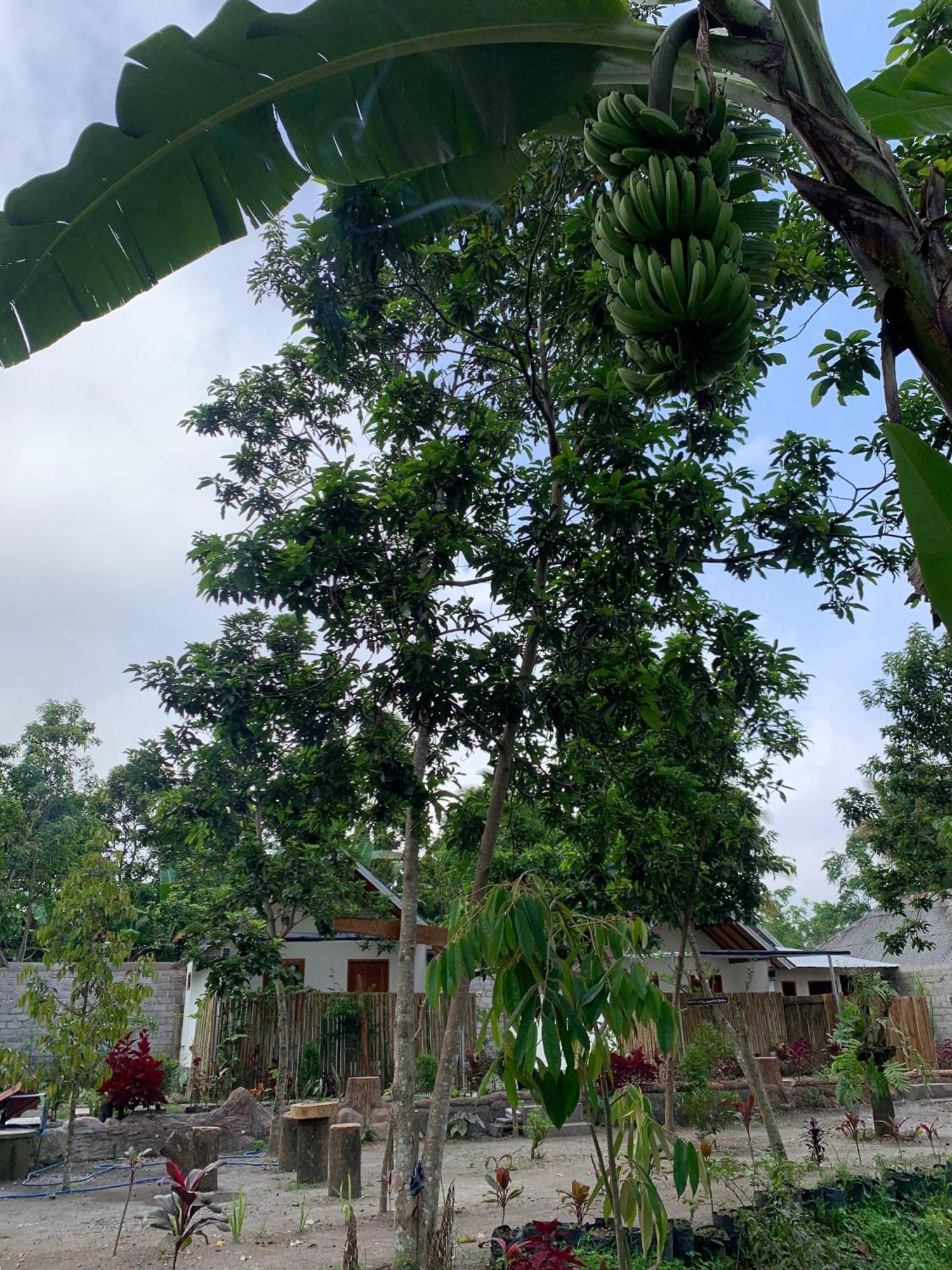 Avocado Homestay Тетебату Екстериор снимка